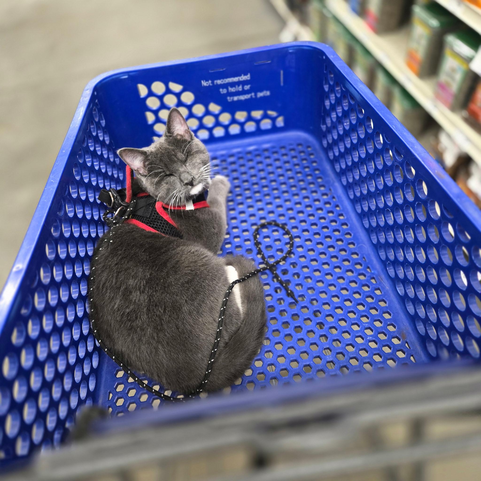 Enlarge Daisy Elizabeth, a Adoptable Domestic Short Hair in Midland, MI image 5/6