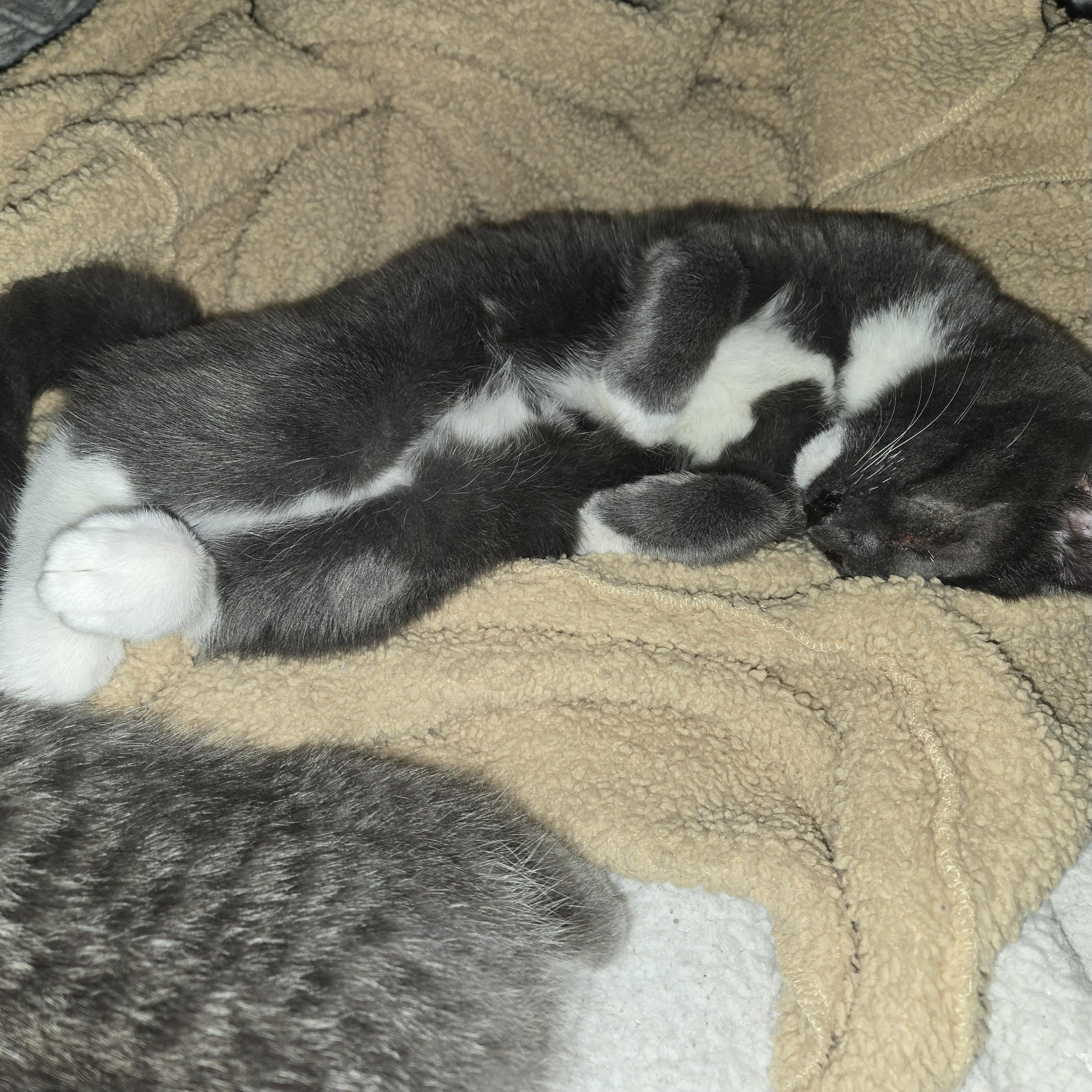 Enlarge Daisy Elizabeth, a Adoptable Domestic Short Hair in Midland, MI image 3/6