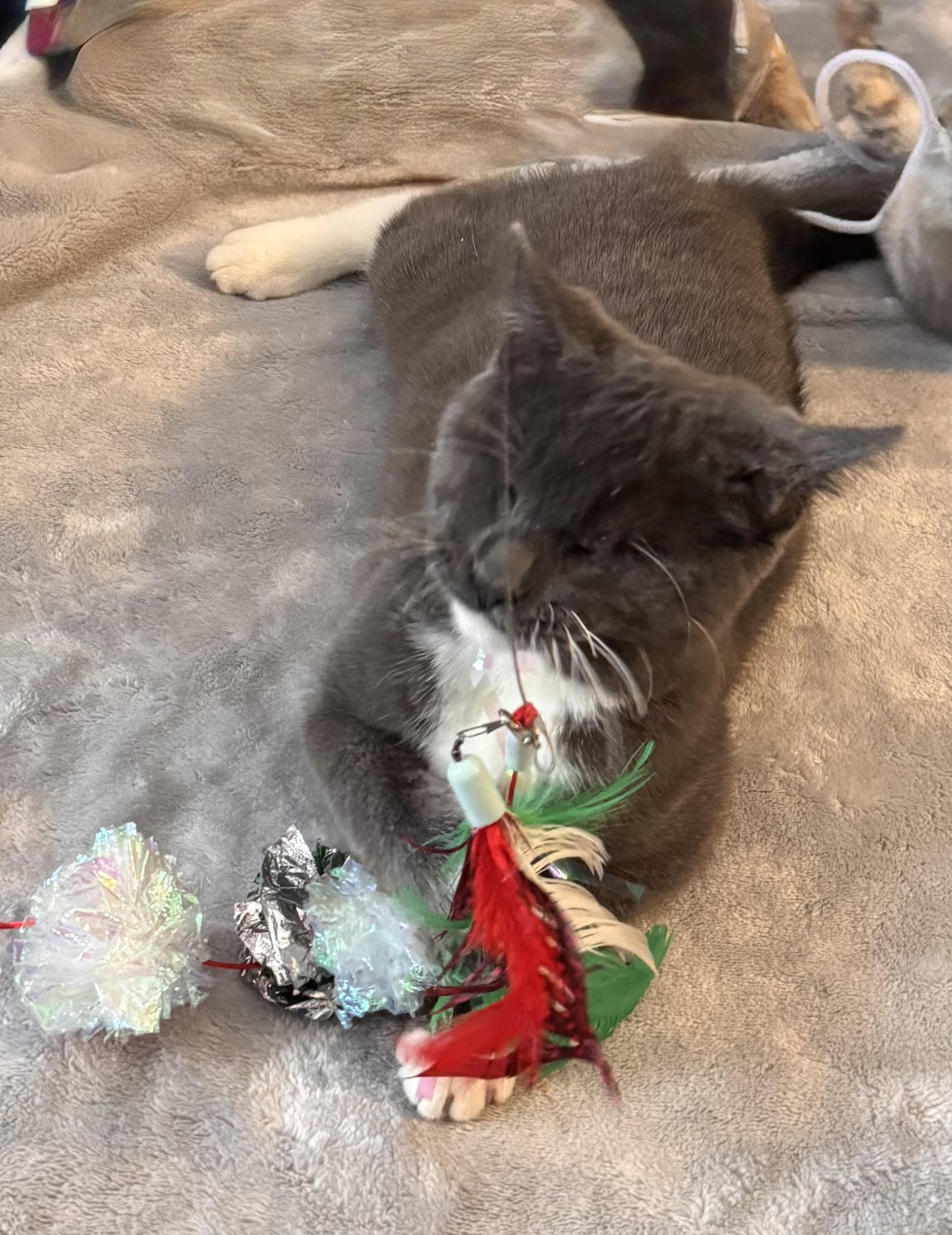 Daisy Elizabeth thumbnail 4