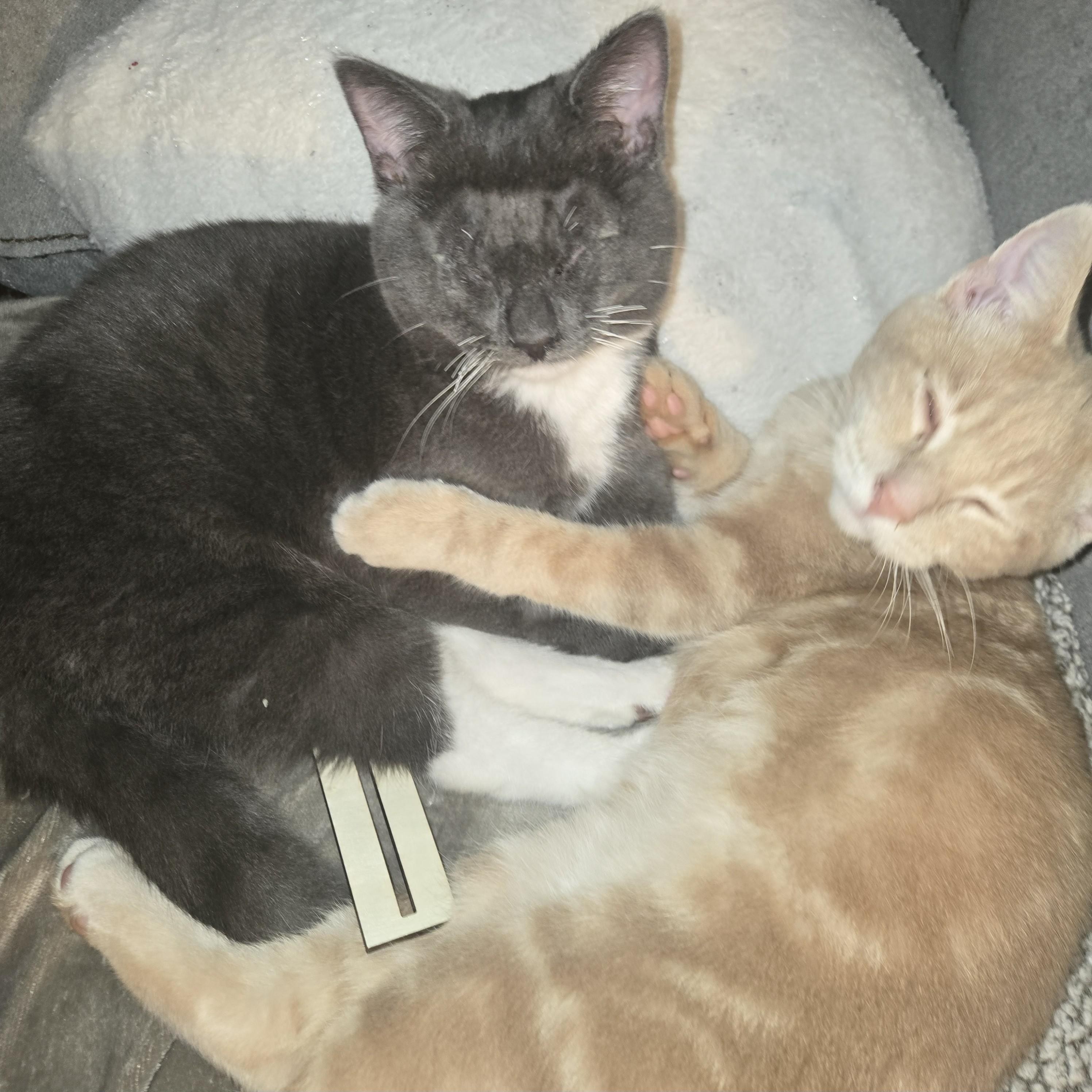 Enlarge Daisy Elizabeth, a Adoptable Domestic Short Hair in Midland, MI image 4/6