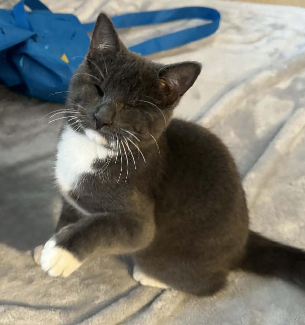 Enlarge Daisy Elizabeth, a Adoptable Domestic Short Hair in Midland, MI image 1/6