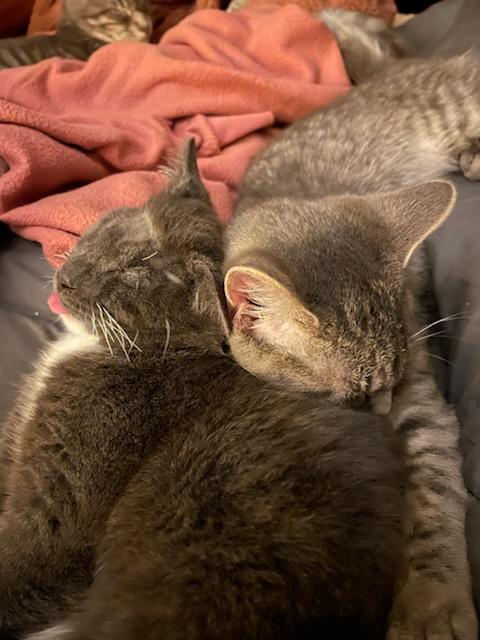 Enlarge Daisy Elizabeth, a Adoptable Domestic Short Hair in Midland, MI image 6/6