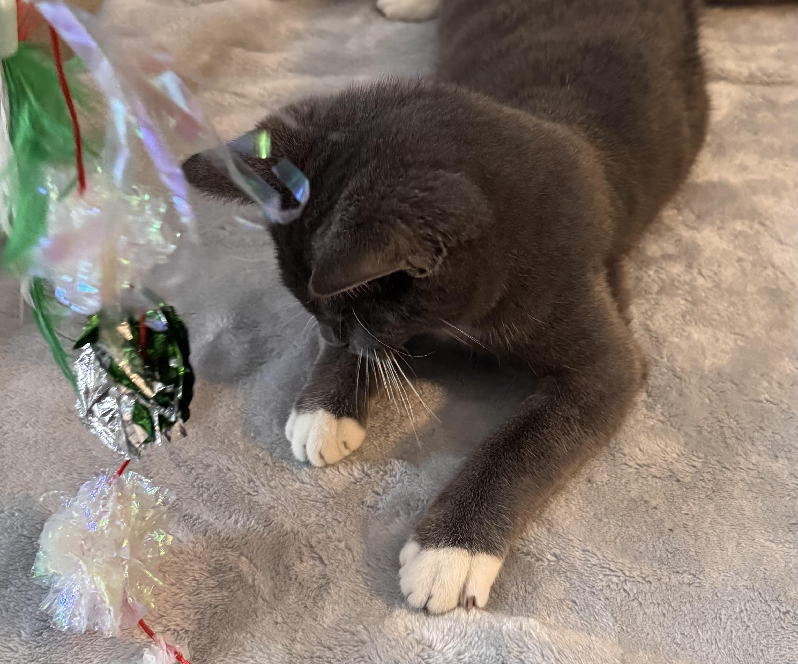 Enlarge Daisy Elizabeth, a Adoptable Domestic Short Hair in Midland, MI image 4/6