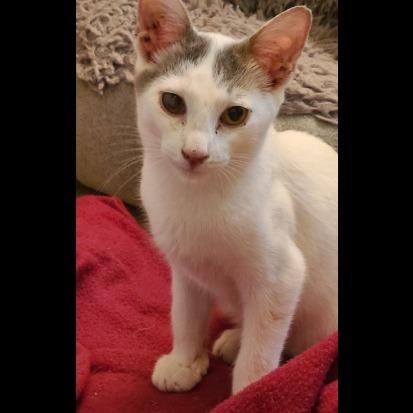 Larry, Adoptable, Kitten Male Domestic Short Hair.