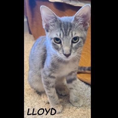 Enlarge Larry, a Adoptable Domestic Short Hair in Prescott, AZ image 2/4