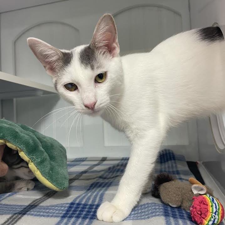 Enlarge Larry, a Adoptable Domestic Short Hair in Prescott, AZ image 3/4