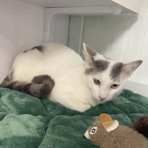 Enlarge Larry, a Adoptable Domestic Short Hair in Prescott, AZ image 4/4