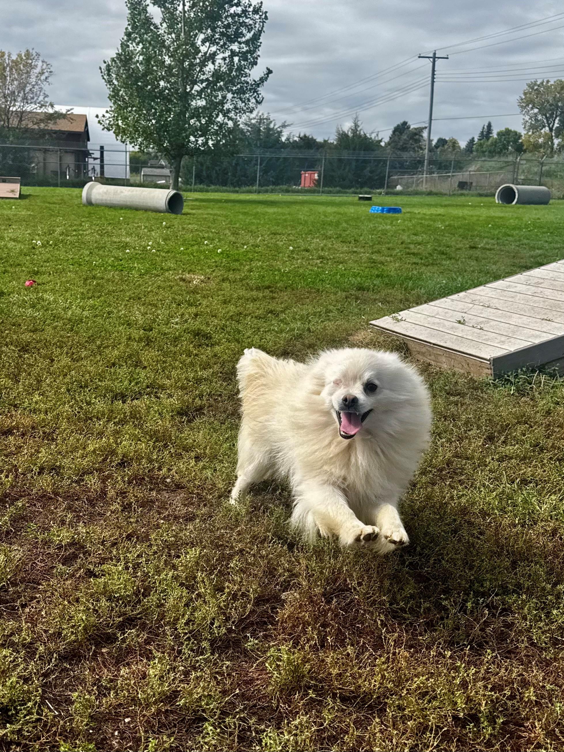 Benjamin, an adoptable Pomeranian in Kearney, NE, 68845 | Photo Image 1