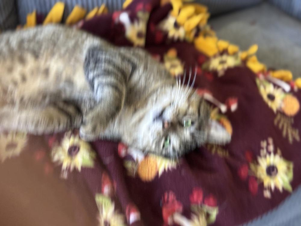 Enlarge Gordo, a Adoptable Domestic Short Hair in Hudson, NH image 2/6