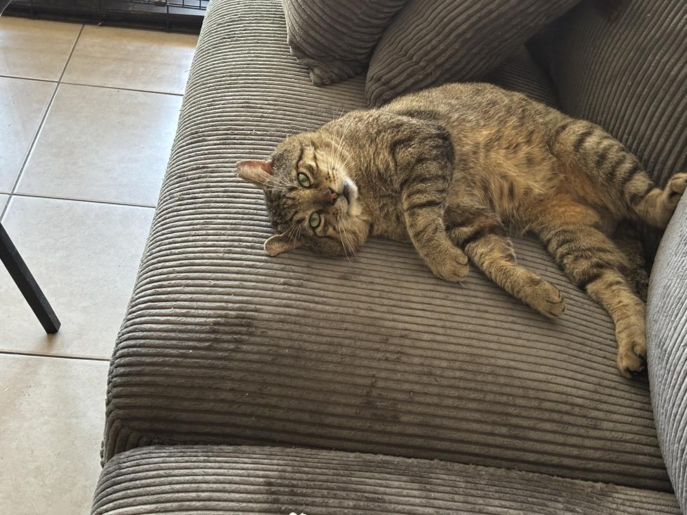 Enlarge Gordo, a Adoptable Domestic Short Hair in Hudson, NH image 4/6