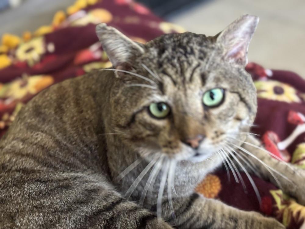 Enlarge Gordo, a Adoptable Domestic Short Hair in Hudson, NH image 6/6