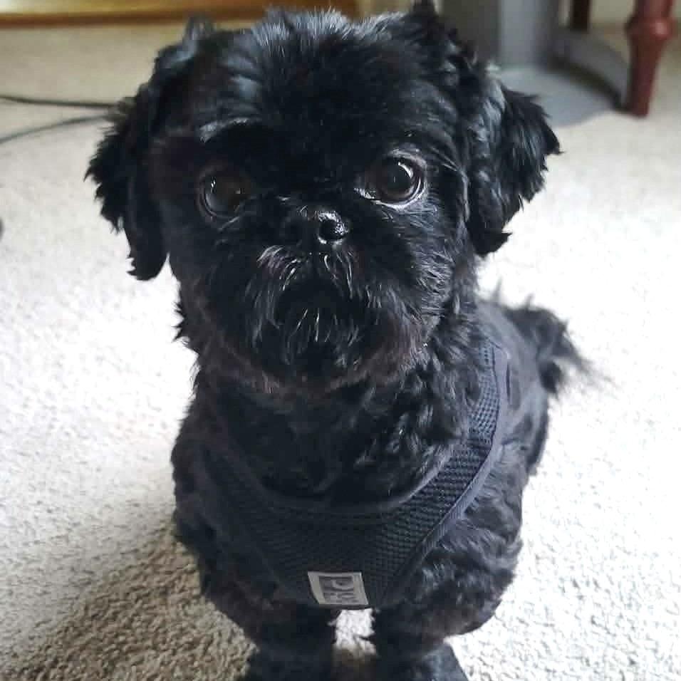 Junnie, adopted, Adult Female Shih Tzu.