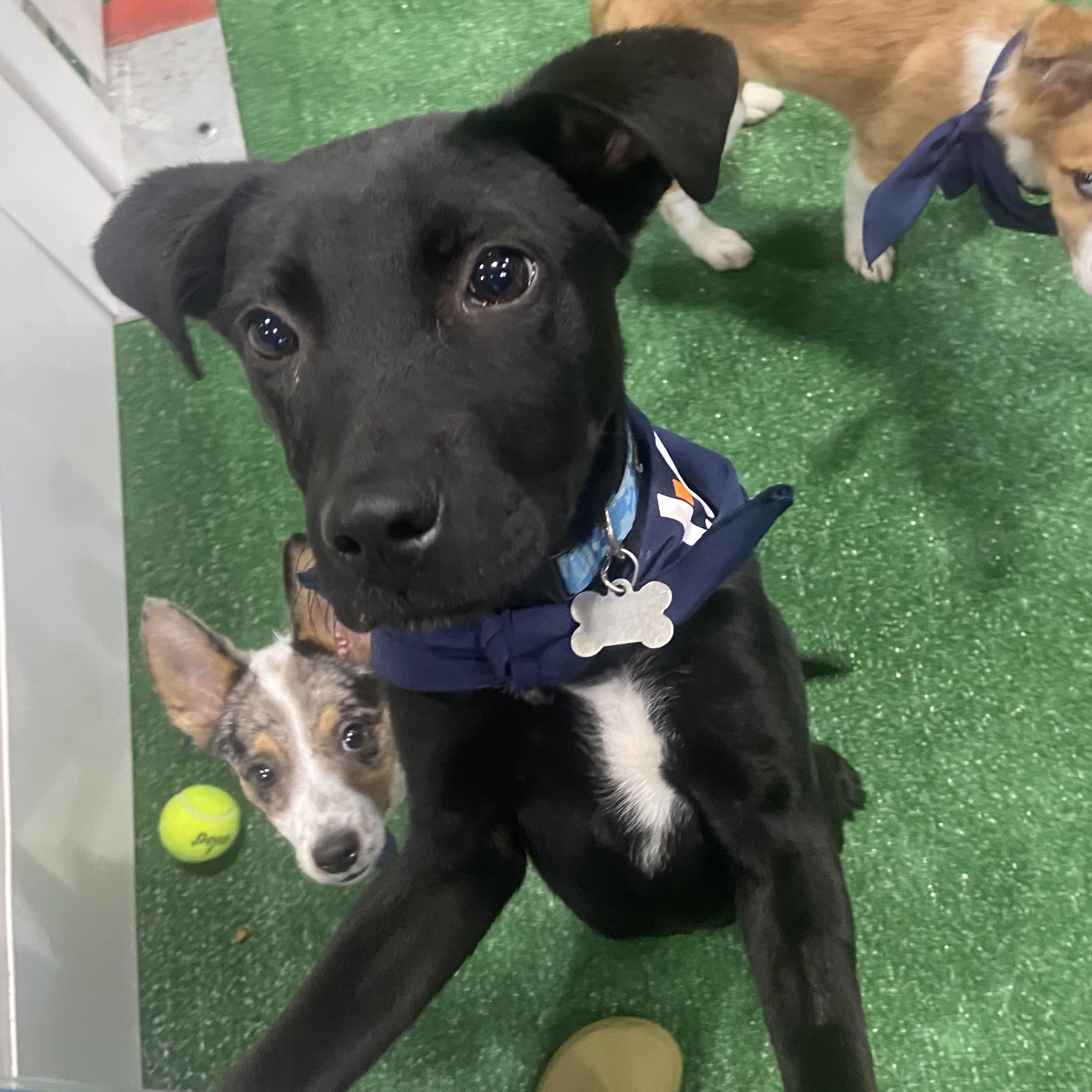 Wags, a Adoptable mixed breed in Louisburg, KS image 6/6