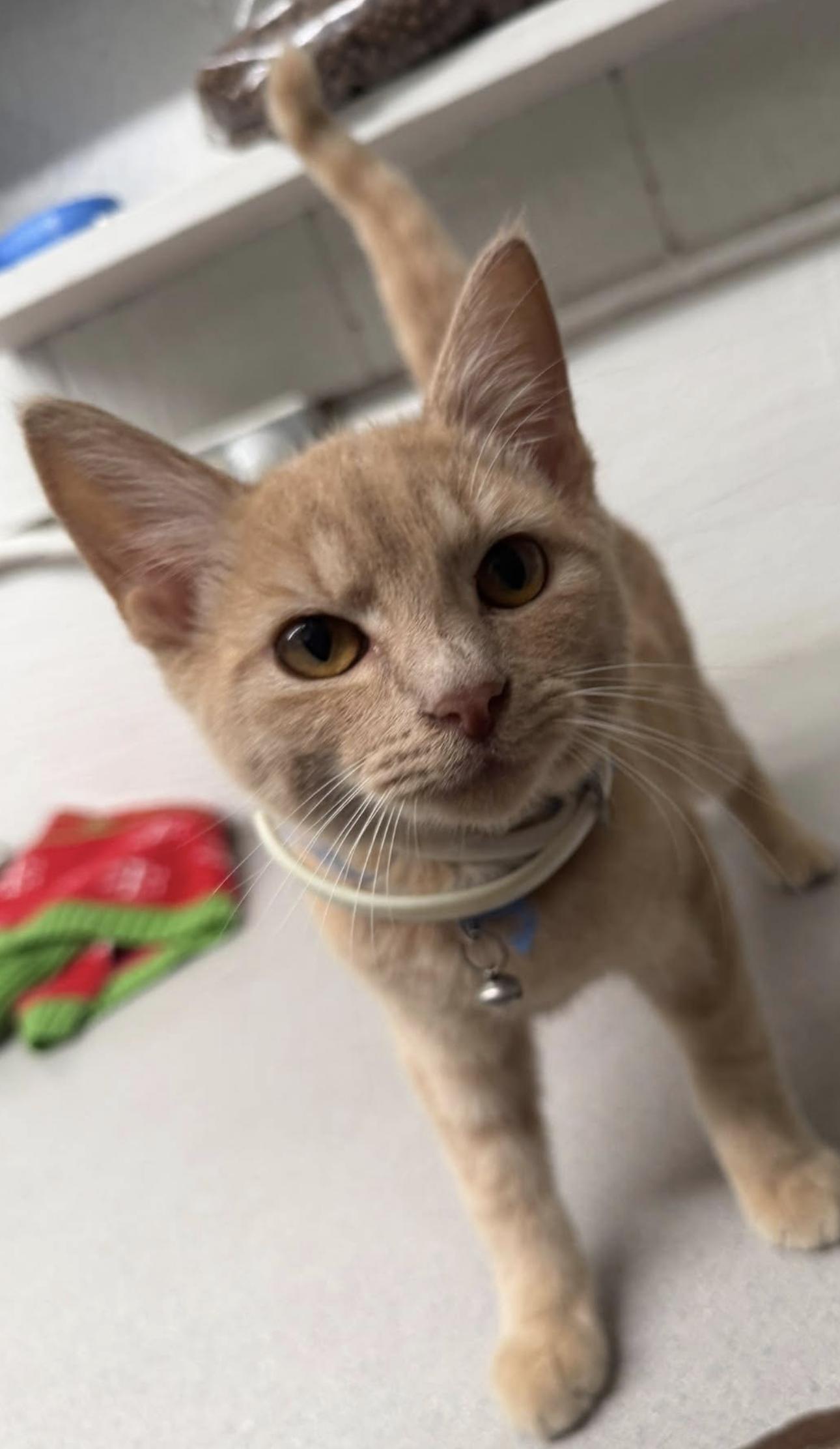 Chester, Adoptable, Young Male Domestic Short Hair.
