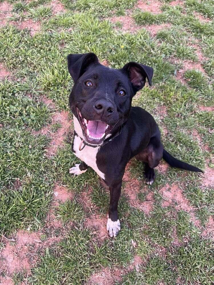 Stella, Adoptable, Young Female Mixed Breed.