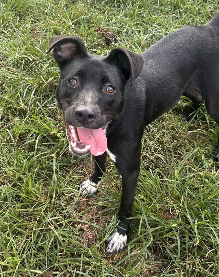 Stella, Adoptable, Young Female Mixed Breed.