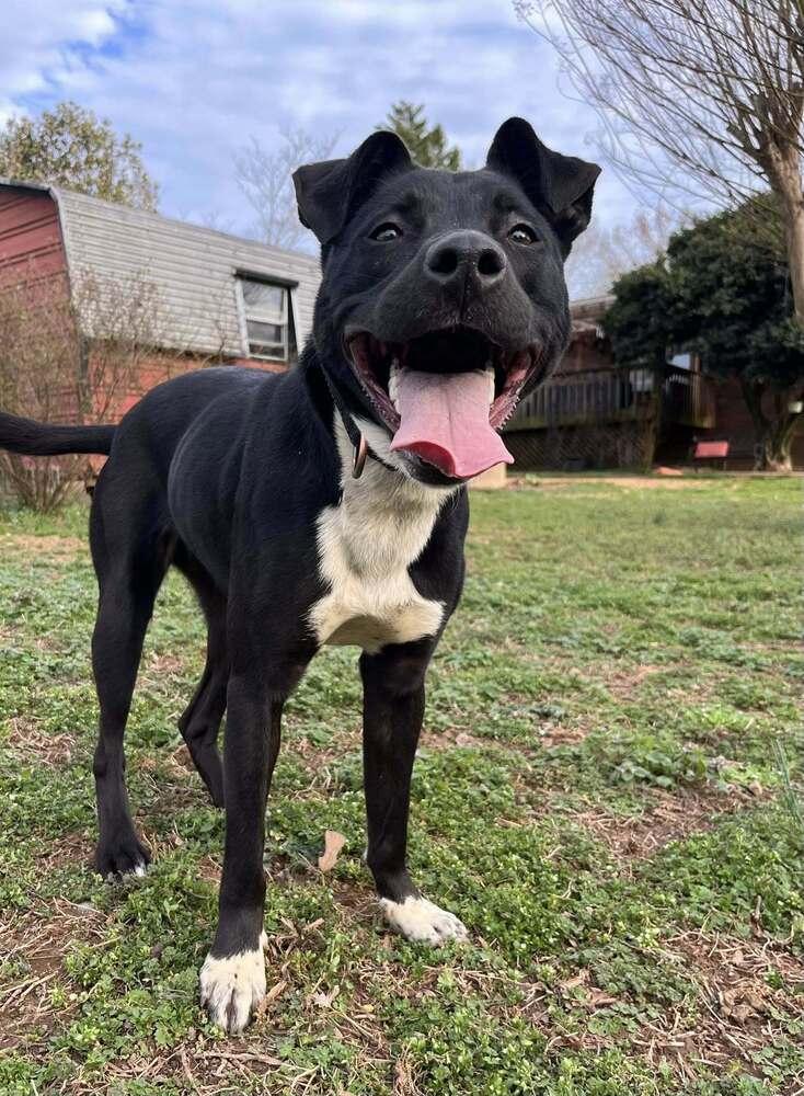 Enlarge Stella, a Adoptable mixed breed in Acworth, GA image 1/6