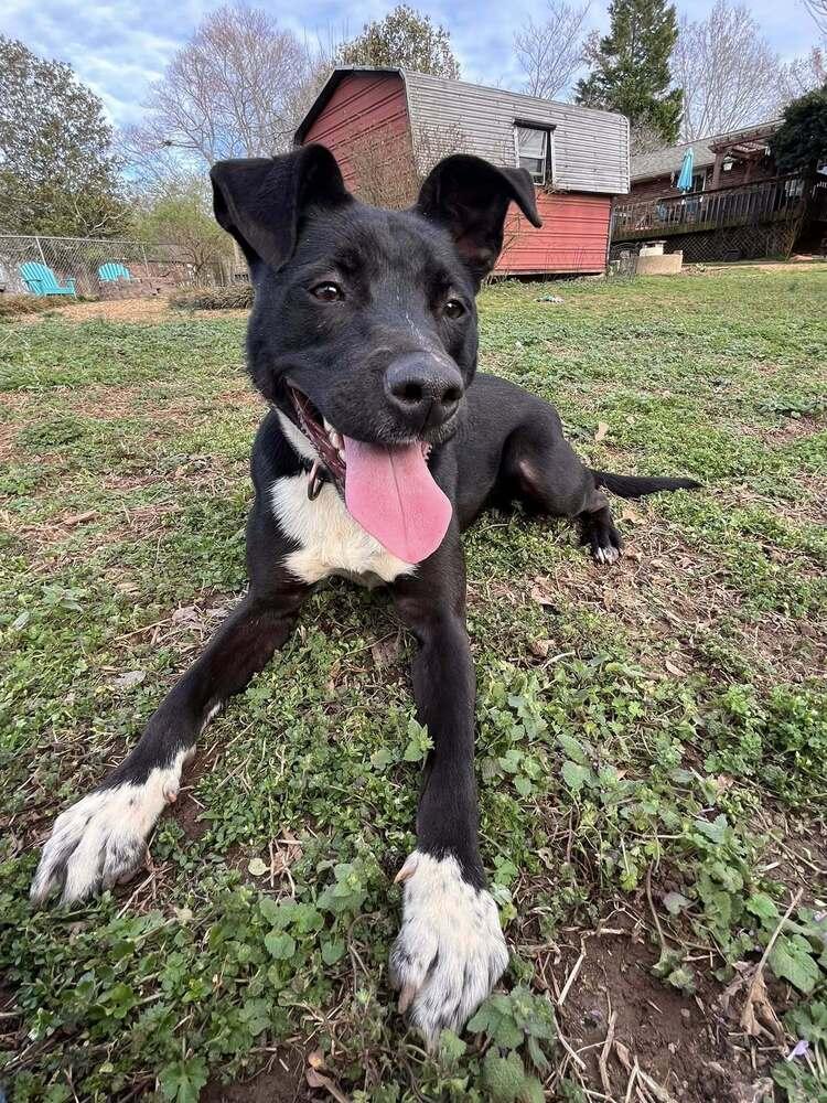 Enlarge Stella, a Adoptable mixed breed in Acworth, GA image 2/6