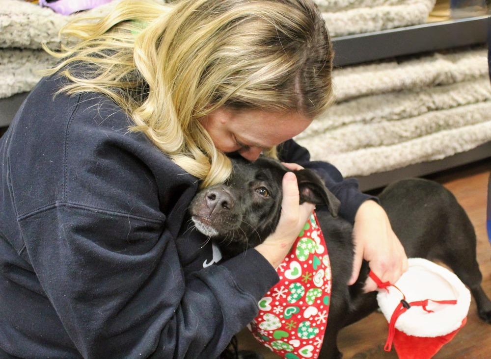 Stella, a Adoptable mixed breed in Acworth, GA image 2/6