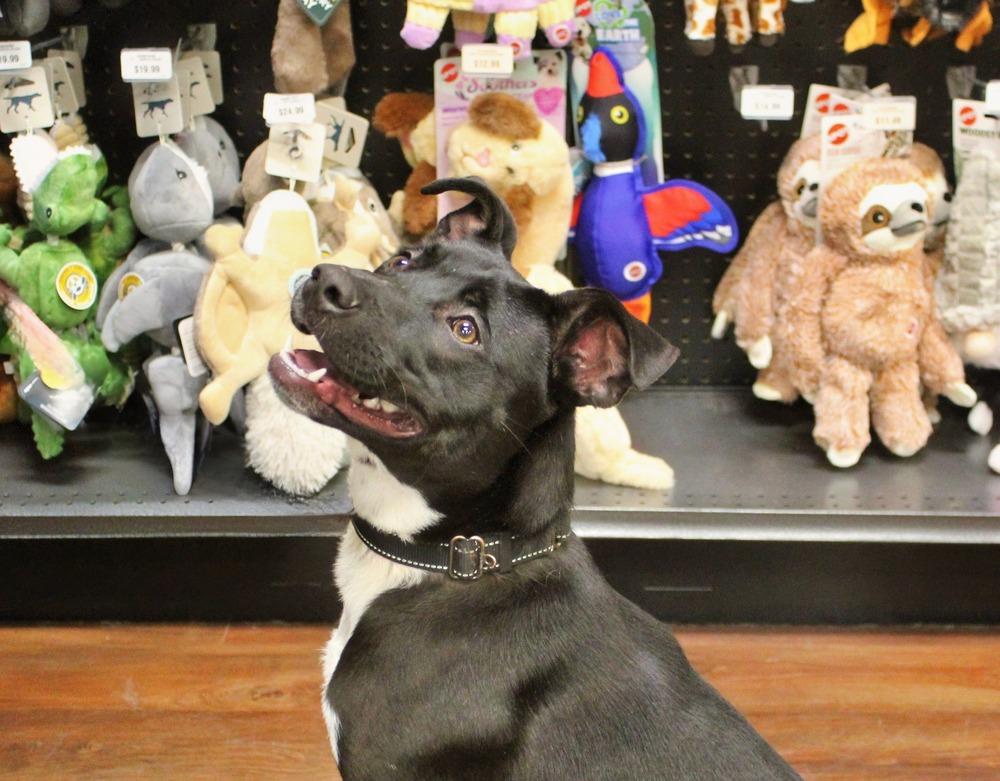 Stella, a Adoptable mixed breed in Acworth, GA image 3/6