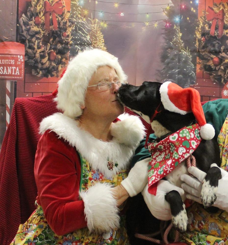 Stella, a Adoptable mixed breed in Acworth, GA image 4/6