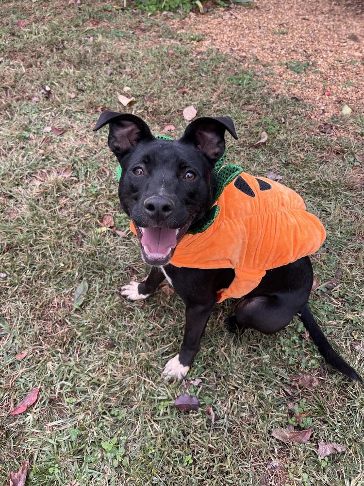 Stella, a Adoptable mixed breed in Acworth, GA image 5/6