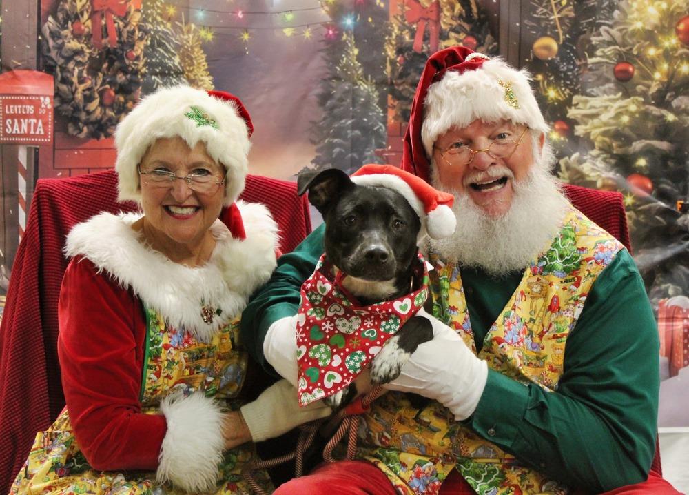 Stella, a Adoptable mixed breed in Acworth, GA image 6/6