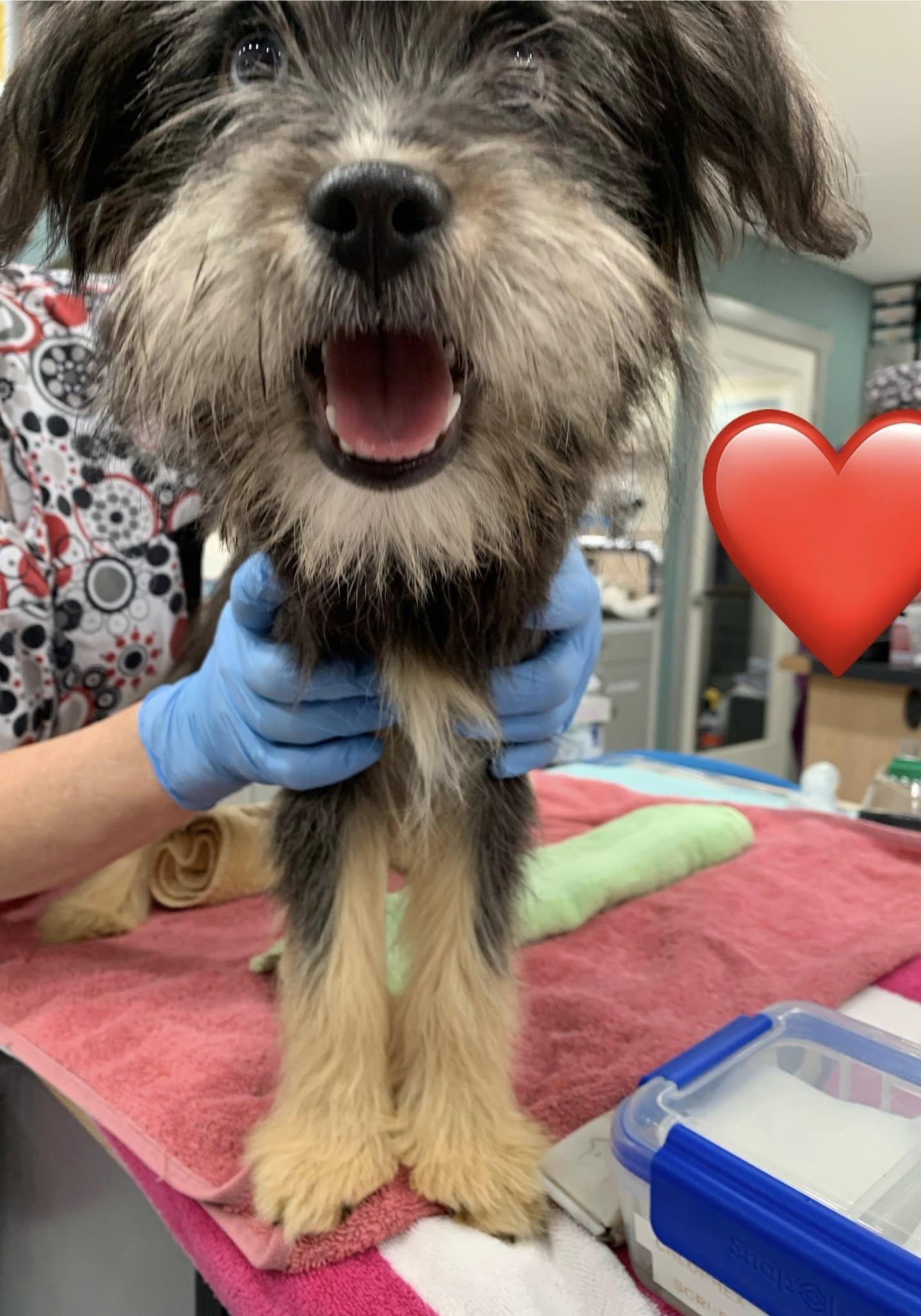 Enlarge Nova, an adopted mixed breed in Kelso, WA image 2/6