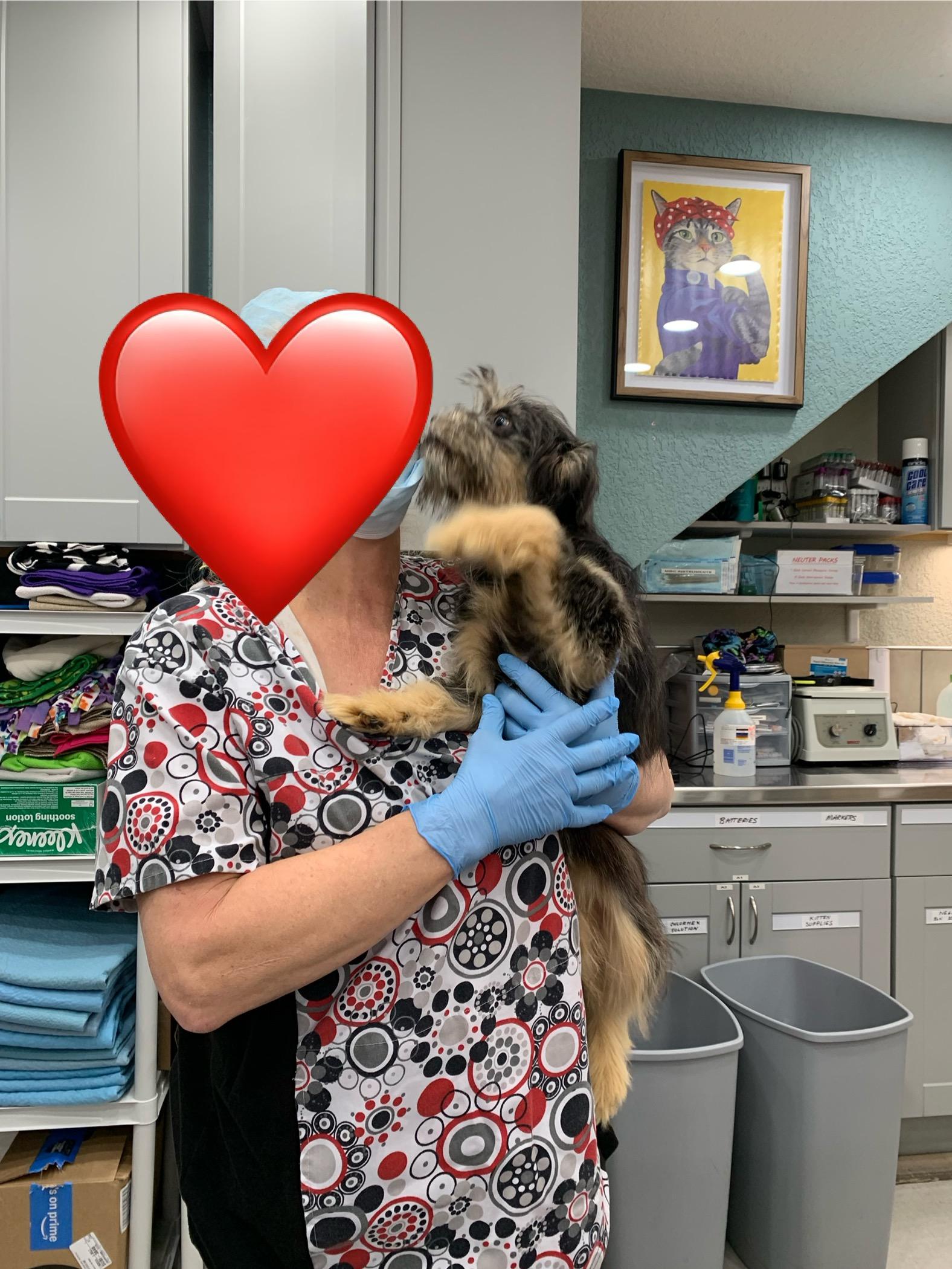 Enlarge Nova, an adopted mixed breed in Kelso, WA image 4/6