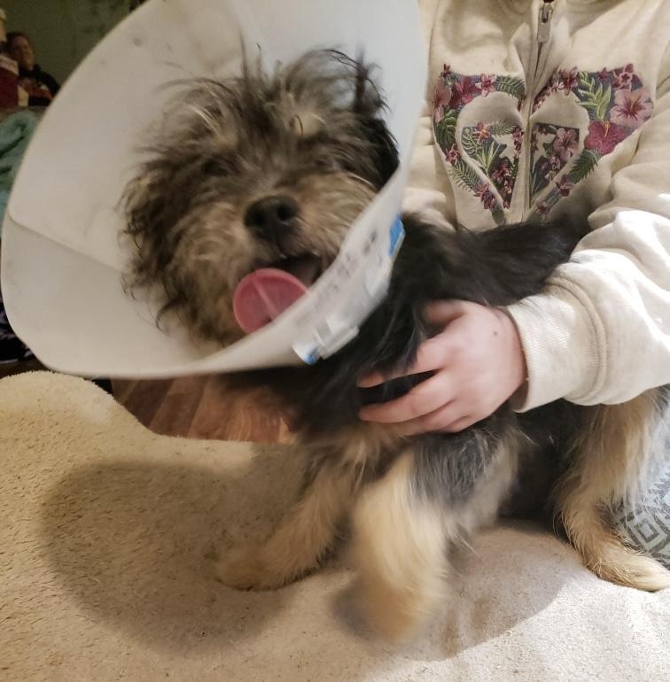 Enlarge Nova, an adopted mixed breed in Kelso, WA image 5/6