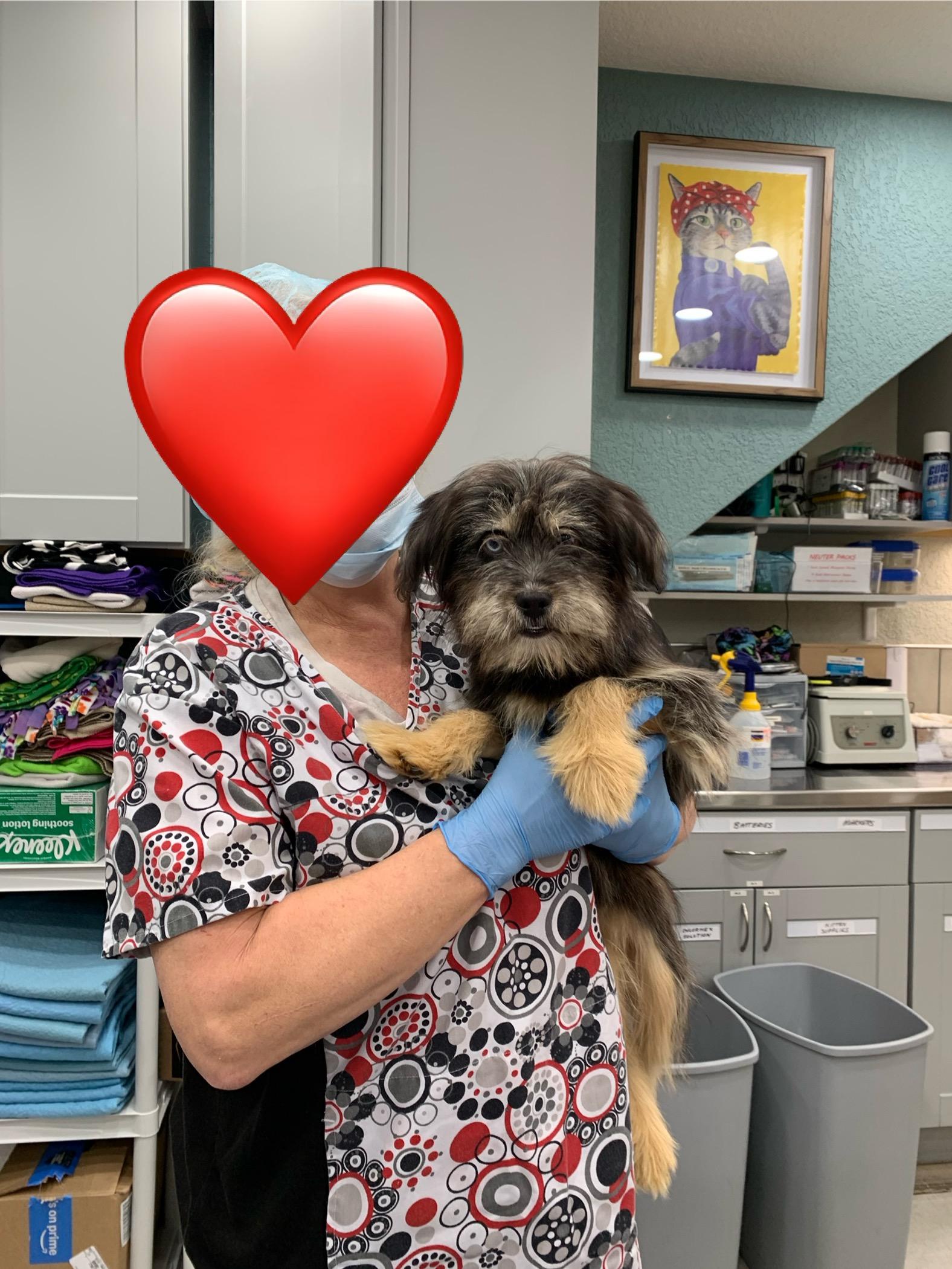 Enlarge Nova, an adopted mixed breed in Kelso, WA image 3/6