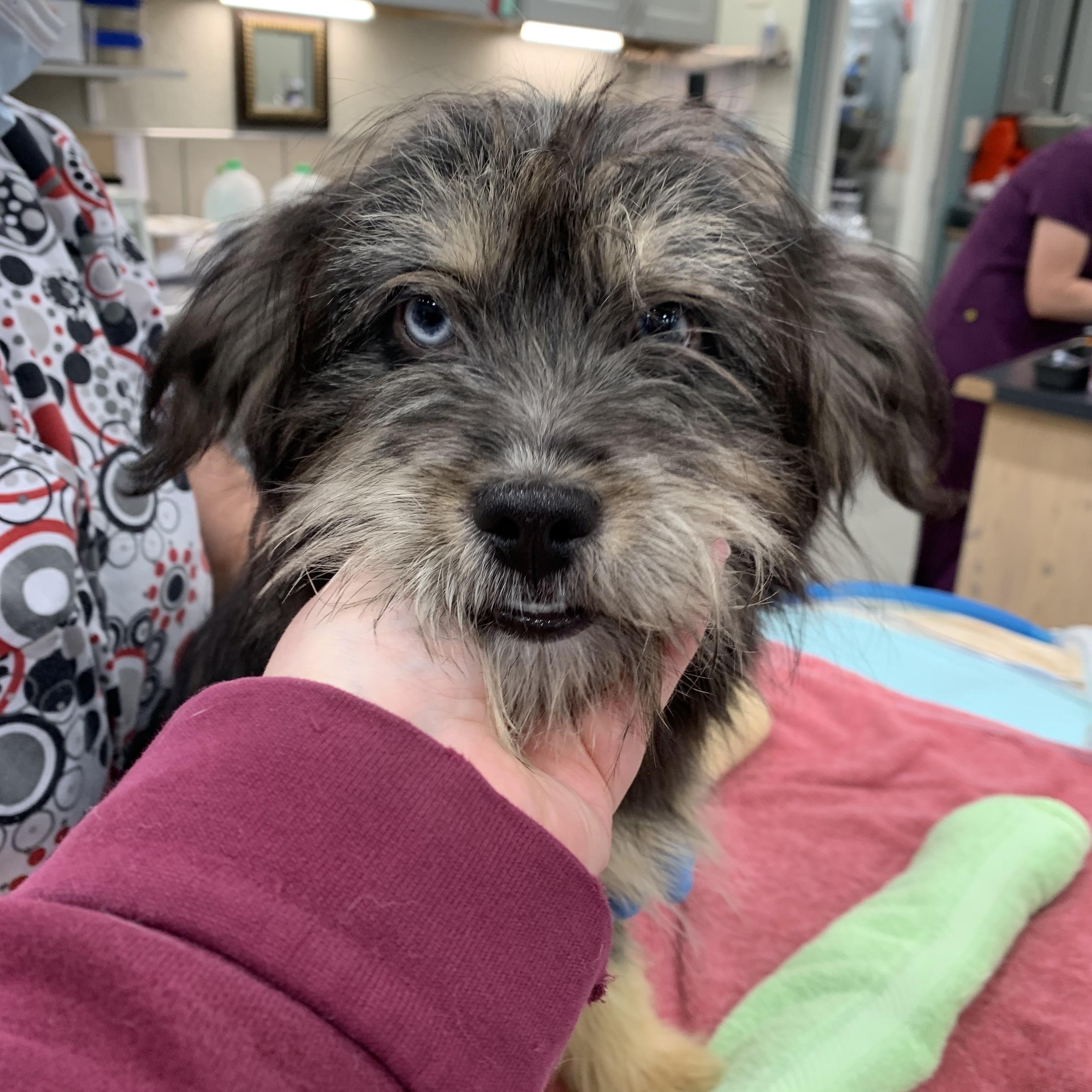 Nova, ADOPTABLE, Puppy Female Australian Shepherd.