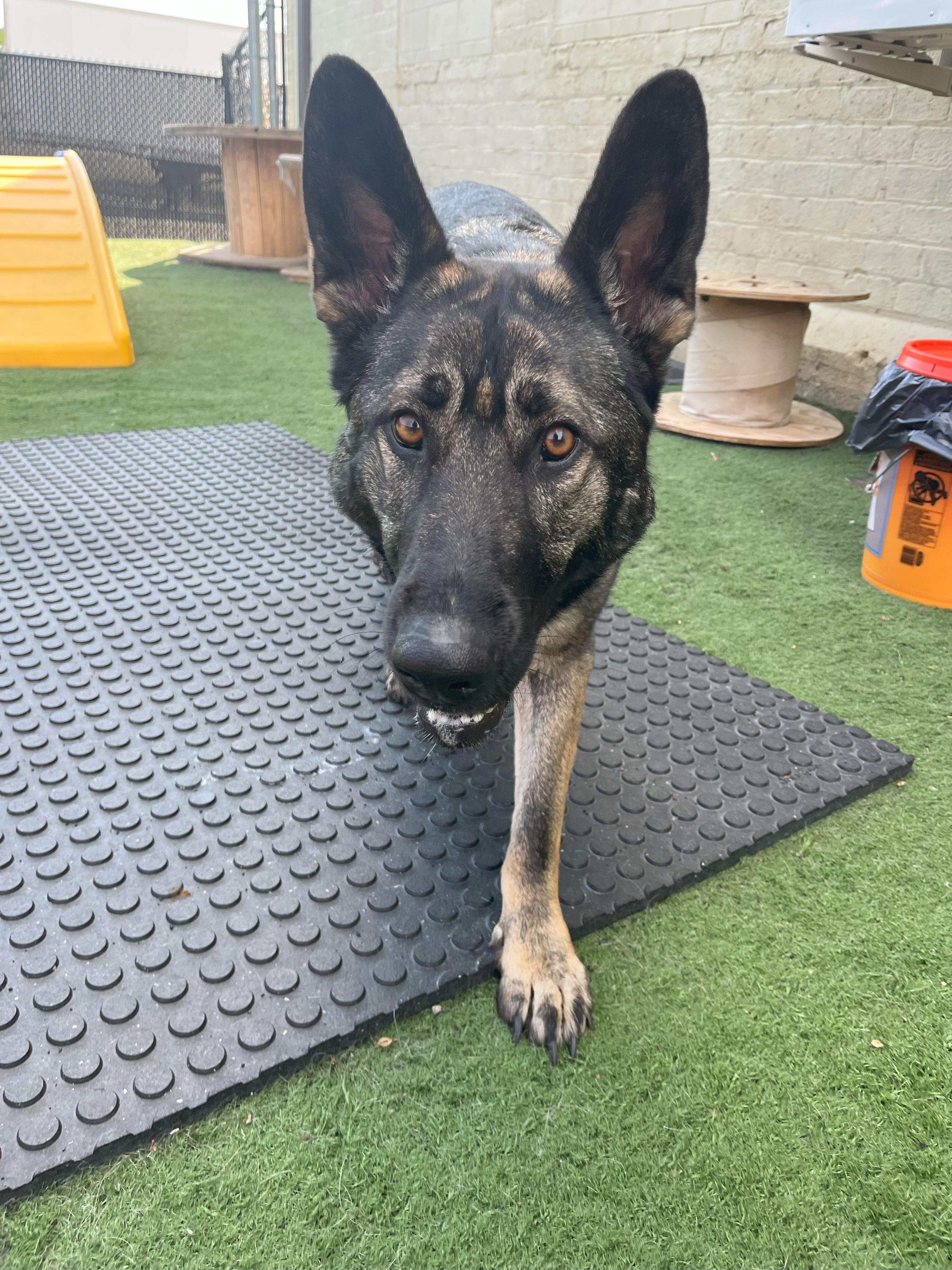 Mya, Adopted, Young Female German Shepherd Dog.