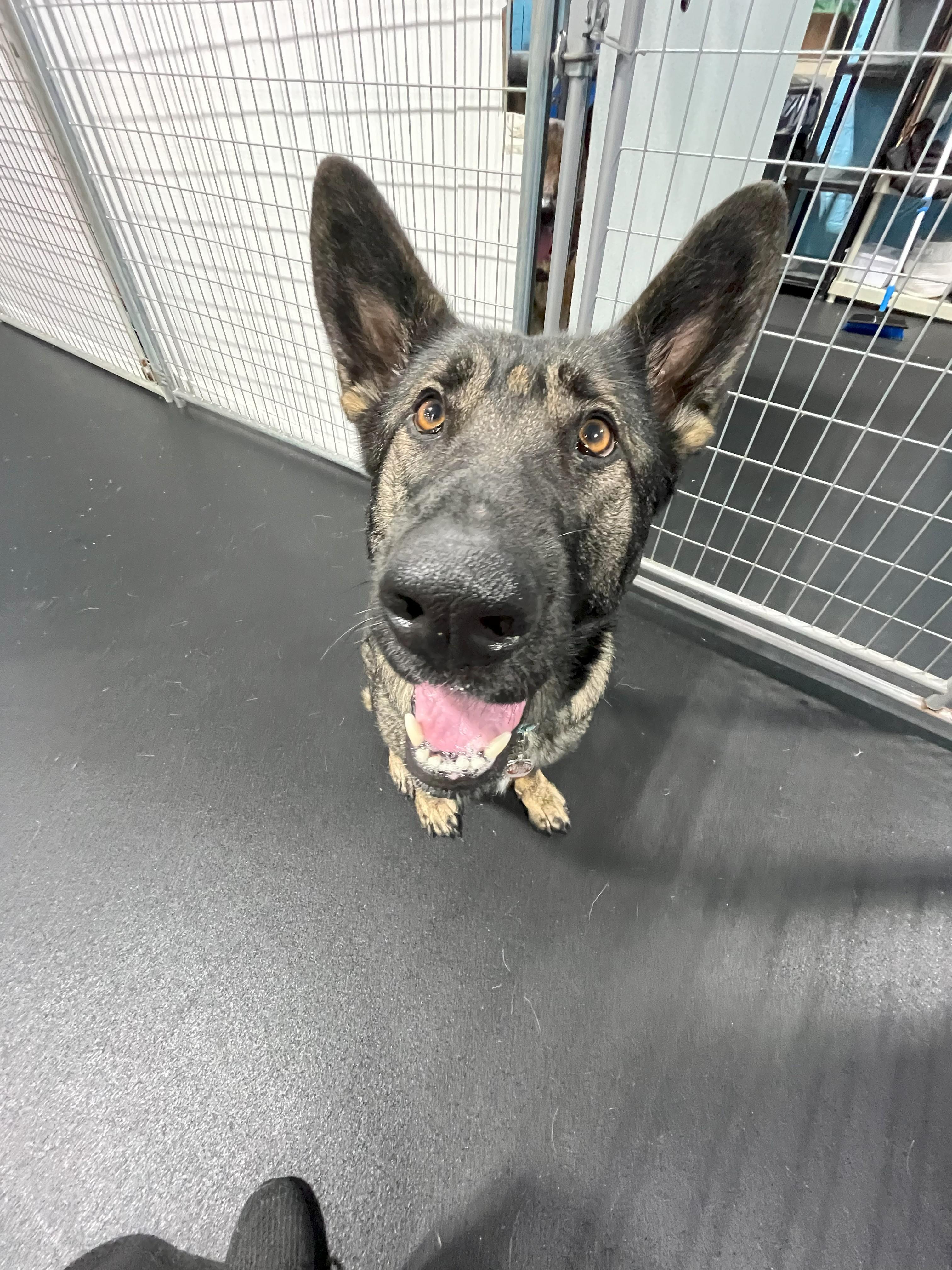 Mya, a Adopted German Shepherd Dog in Nahant, MA image 3/5