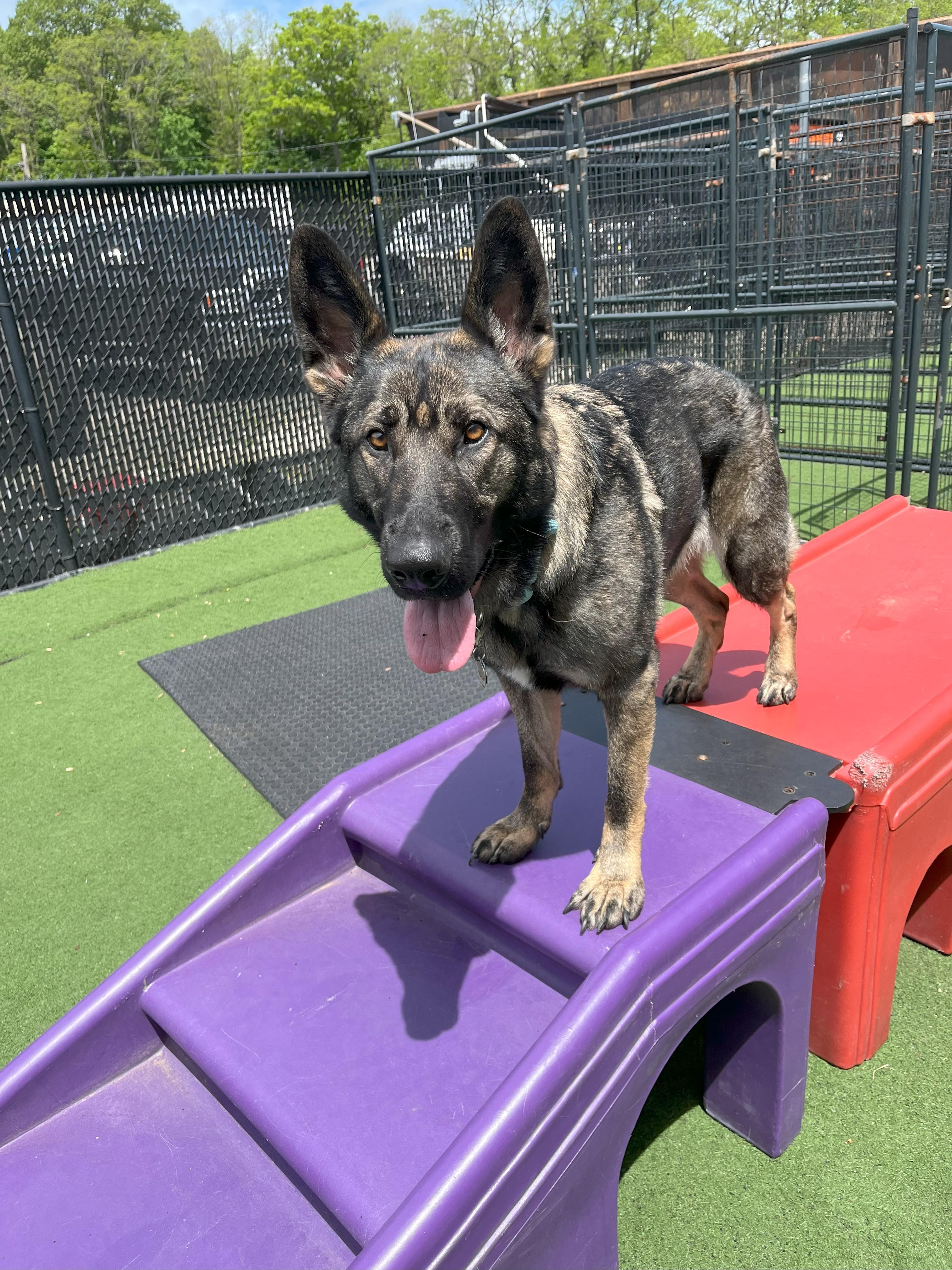 Mya, a Adopted German Shepherd Dog in Nahant, MA image 4/5