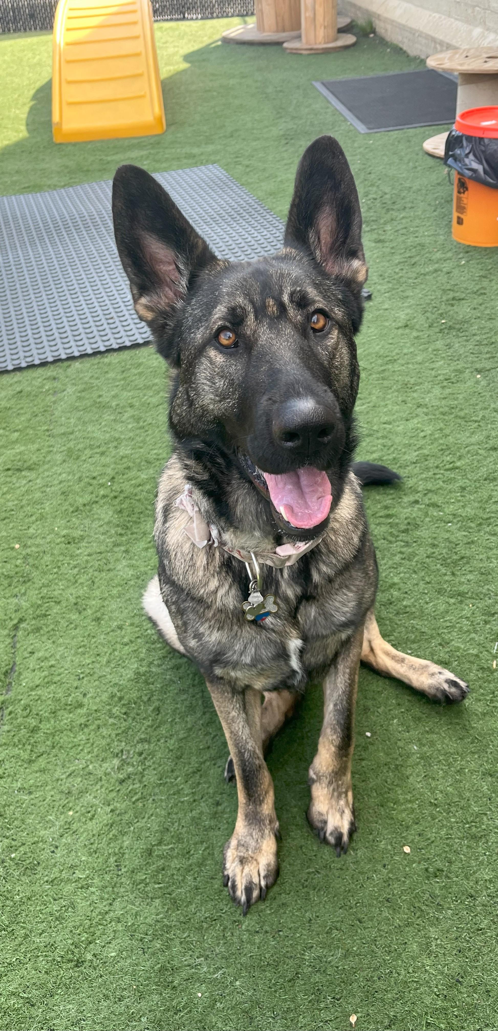 Mya, a Adopted German Shepherd Dog in Nahant, MA image 5/5