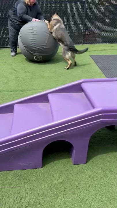 Enlarge Mya, a Adopted German Shepherd Dog in Nahant, MA video 1/5