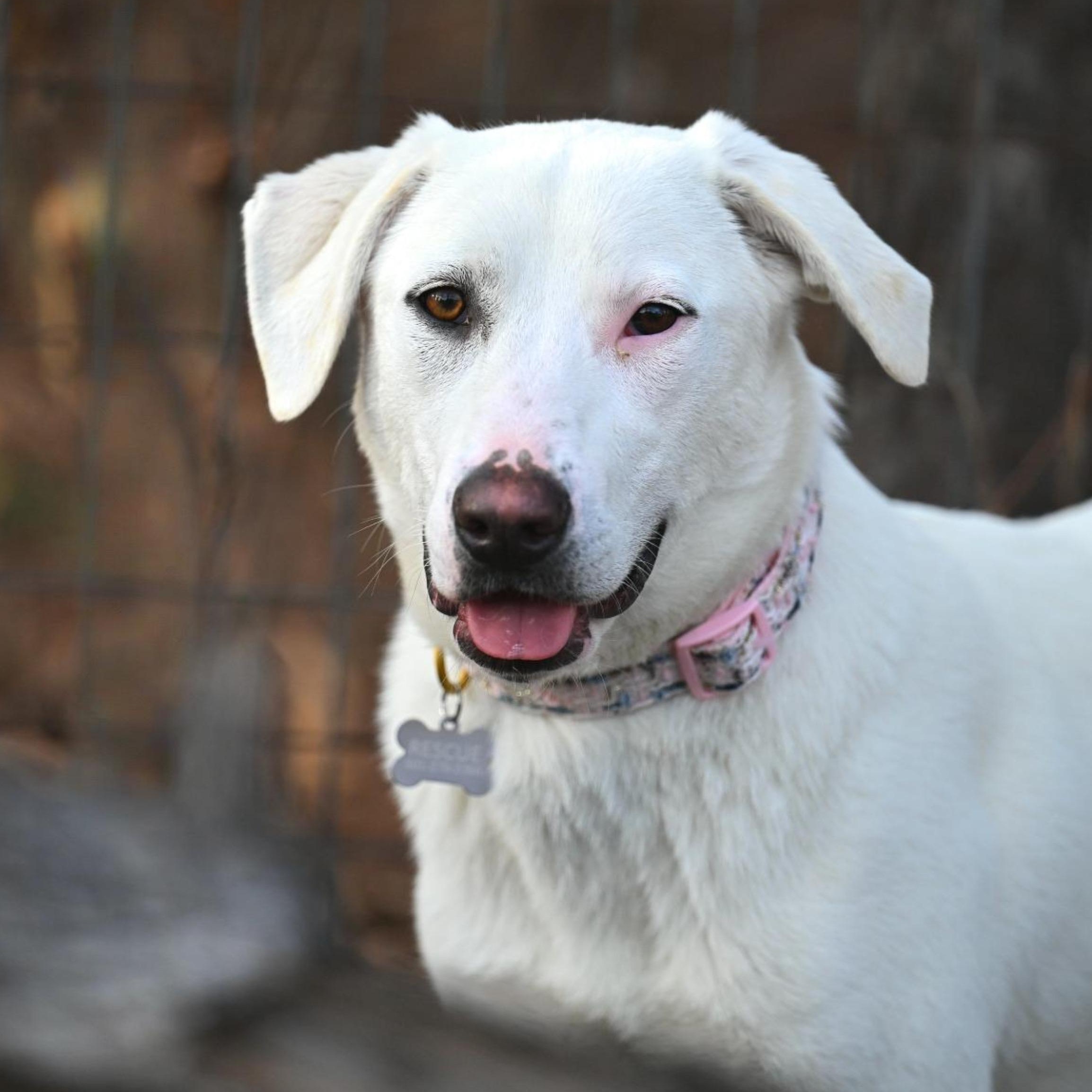 Marley, Adoptable, Young Female Yellow Labrador Retriever & Catahoula Leopard Dog.