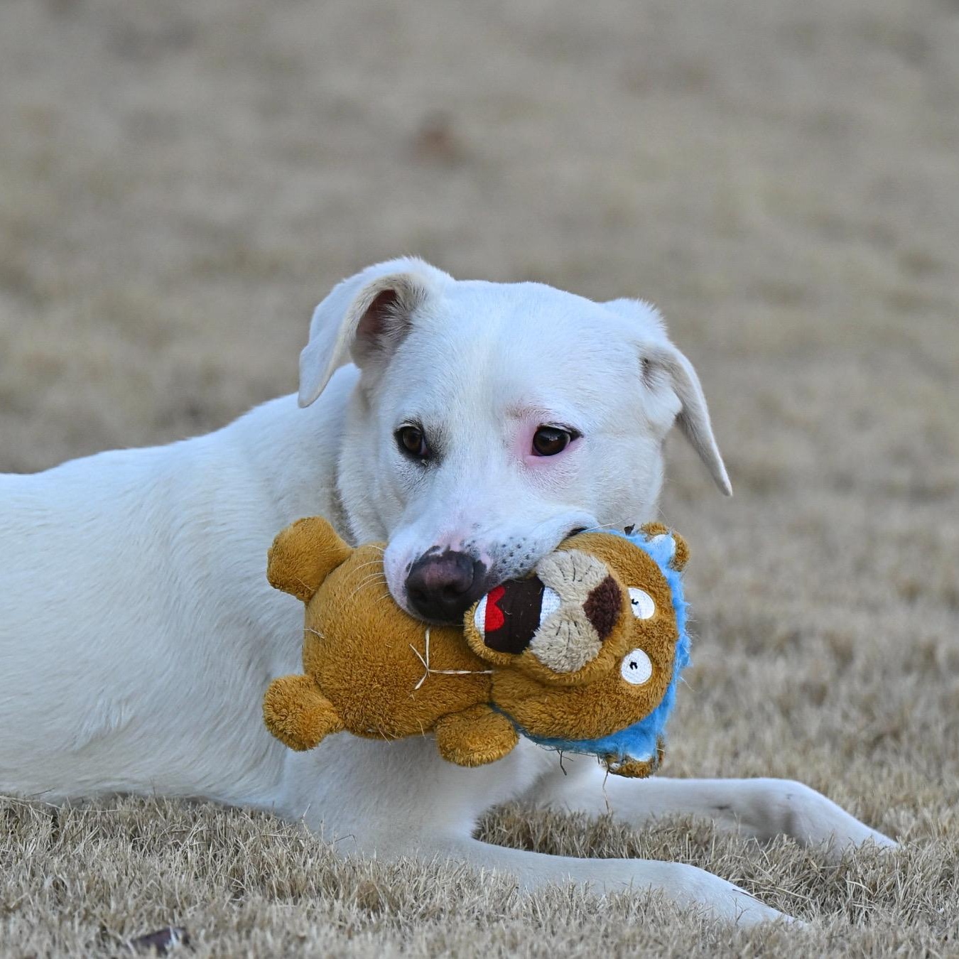 Enlarge Marley, a Adoptable mixed breed in Hot Springs, AR image 2/3
