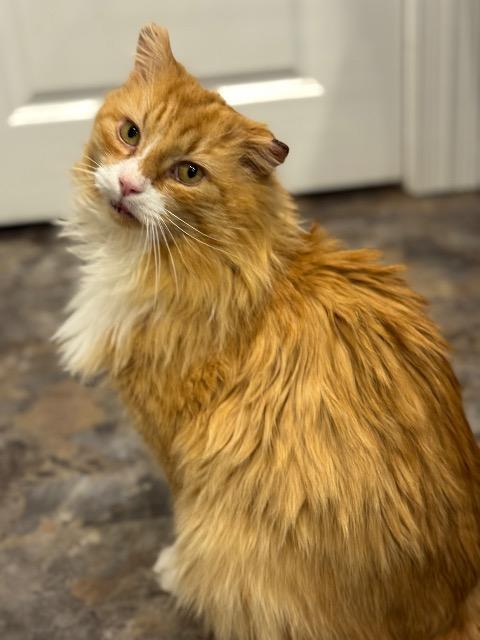 Austin, Adoptable, Adult Male Domestic Long Hair.