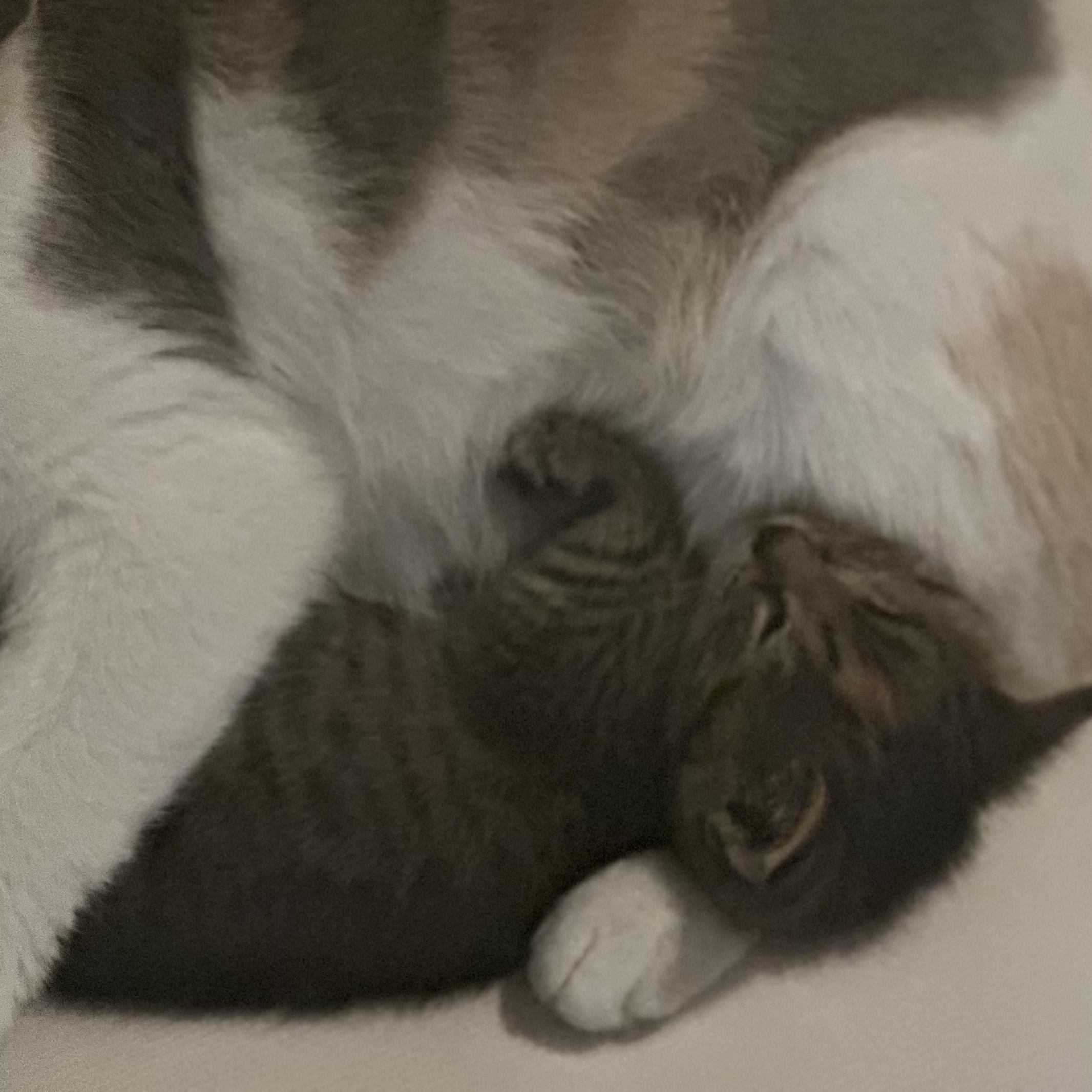 Tigress, ADOPTABLE, Kitten Female Domestic Short Hair.