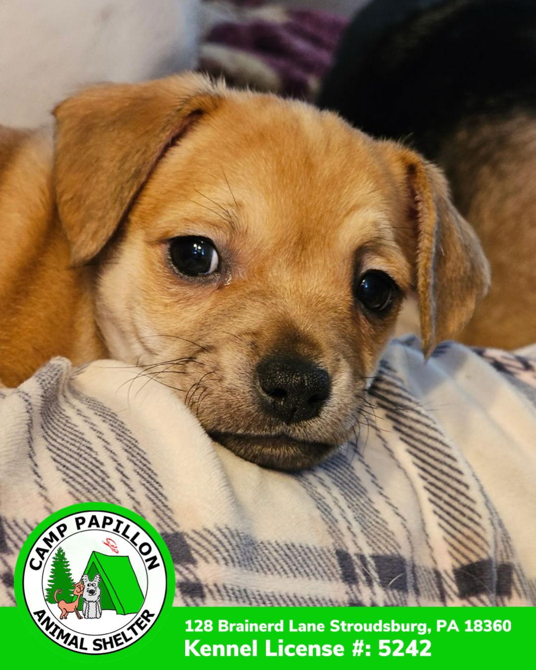 Enlarge Butters, a Adoptable mixed breed in Stroudsburg, PA image 1/1