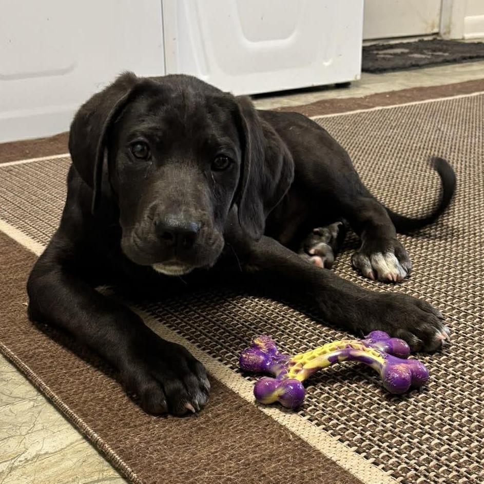 Strider, Adoptable, Puppy Male Great Dane.