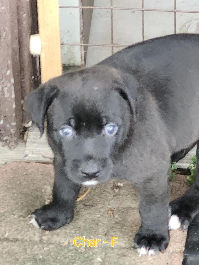 Enlarge Char, a Adoptable mixed breed in Carneys Point, NJ image 1/1