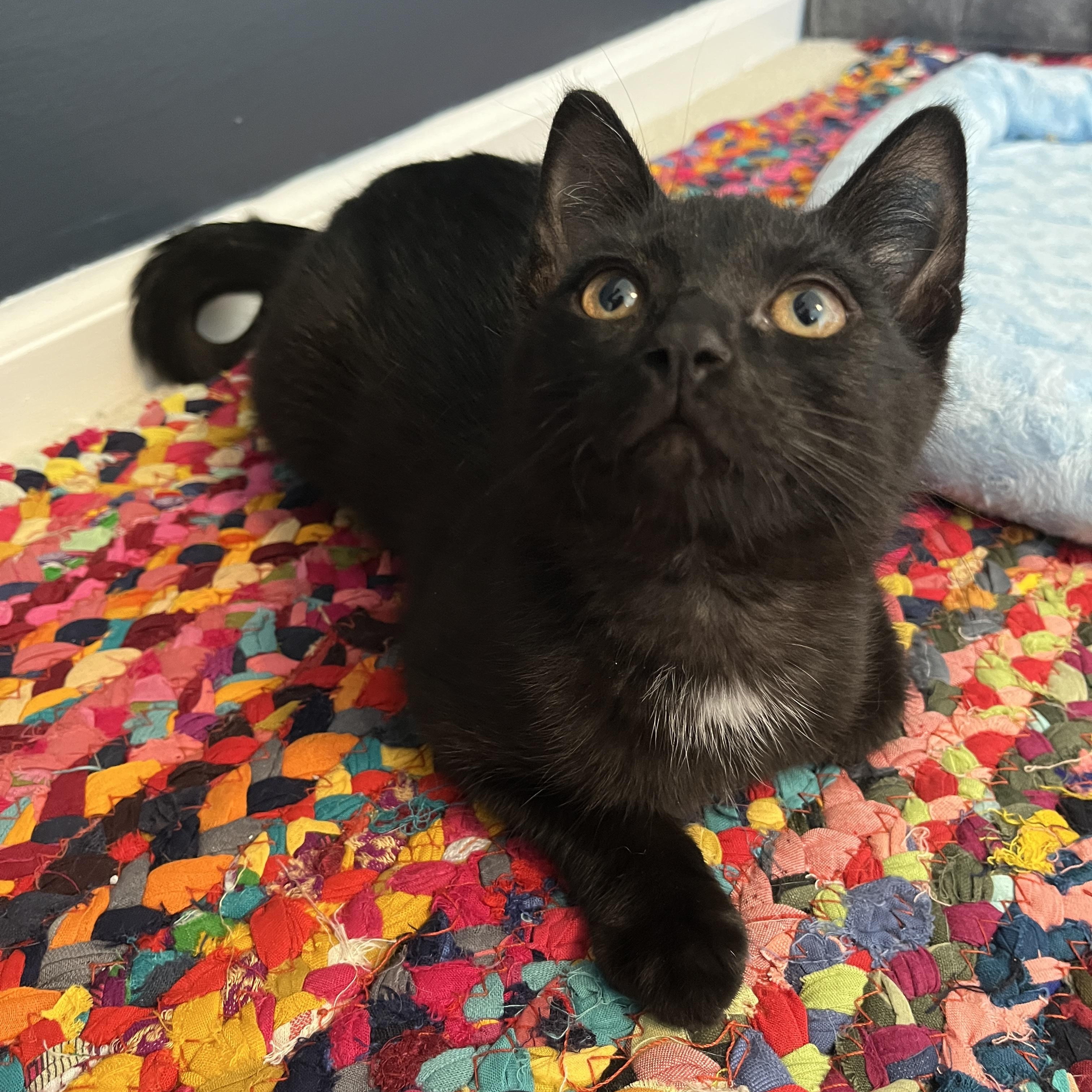 Malarkey, Baby Female Domestic Short Hair