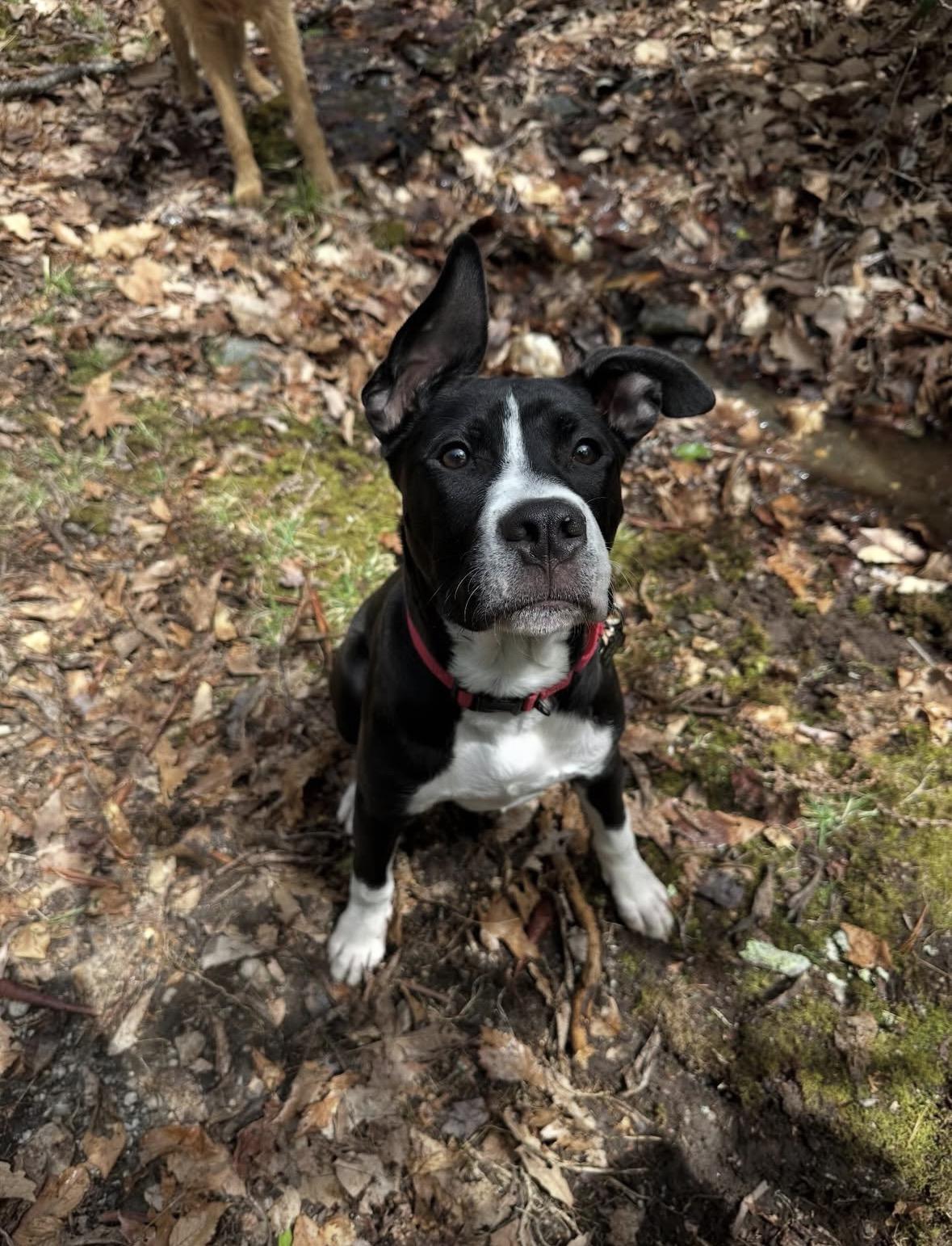 Enlarge Milo, an adopted mixed breed in Charlotte, NC image 1/4