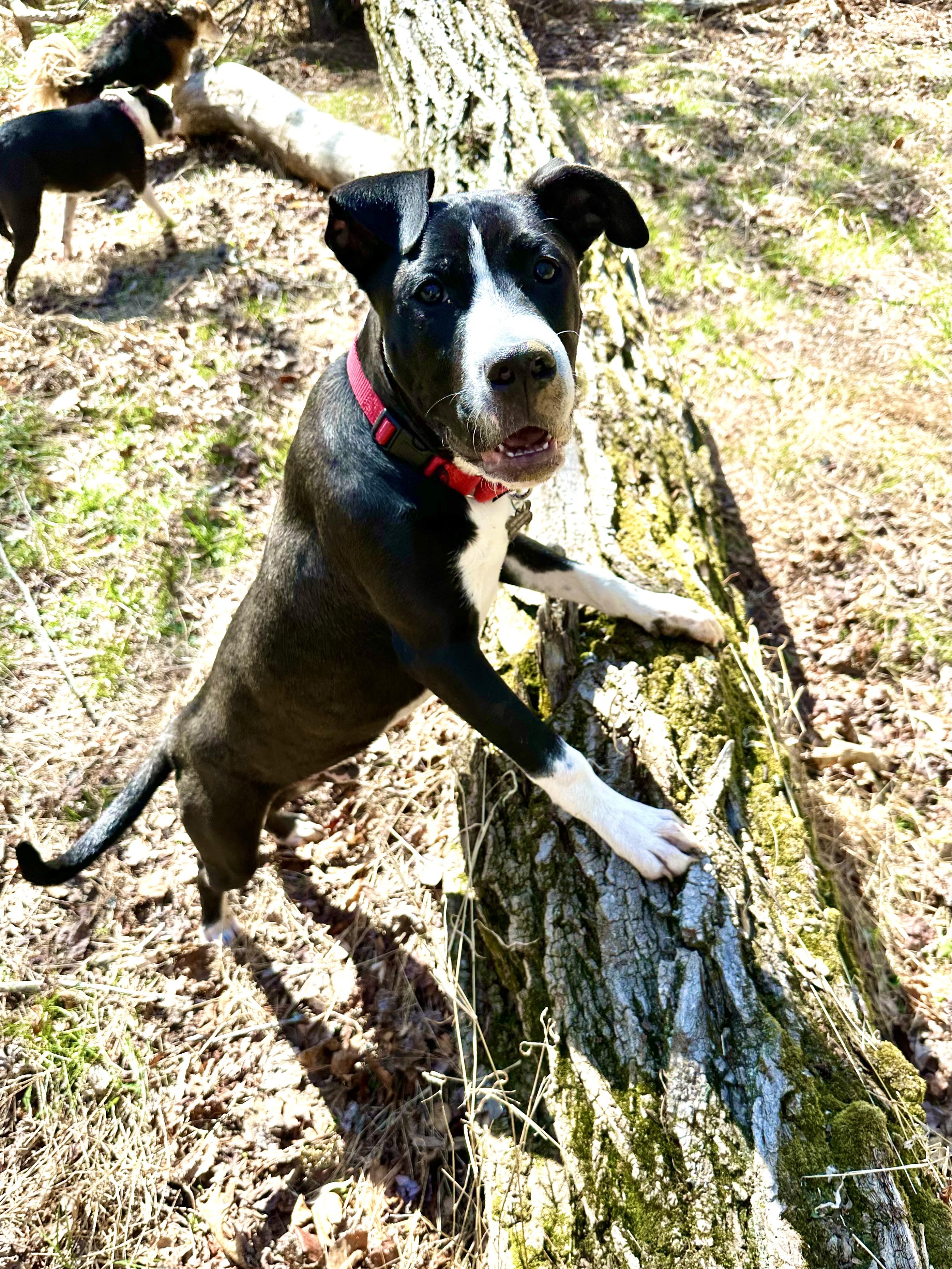 Enlarge Milo, an adopted mixed breed in Charlotte, NC image 3/4