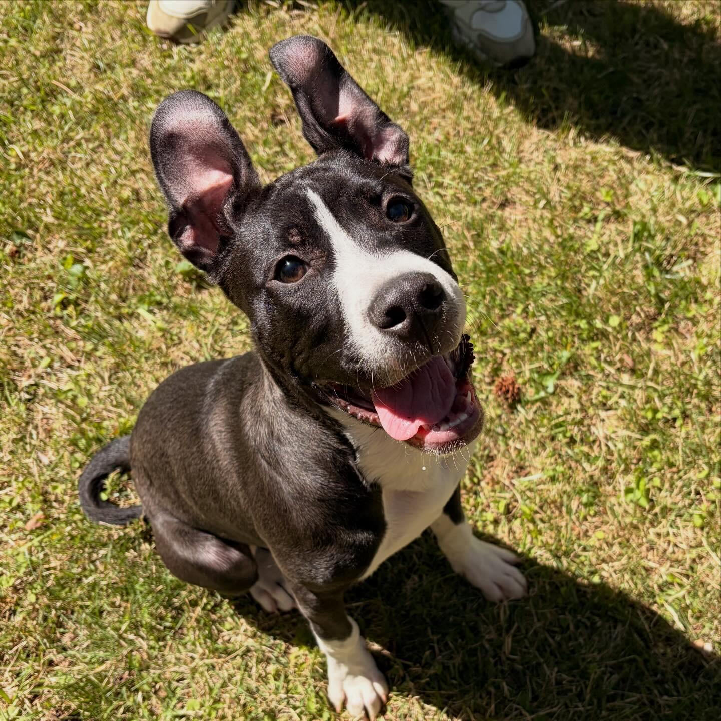 Enlarge Milo, an adopted mixed breed in Charlotte, NC image 4/4