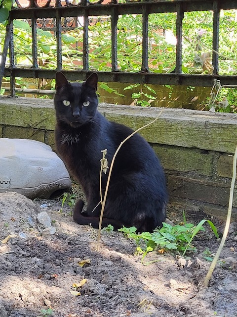 Dream, a Adoptable mixed breed in Brooklyn, NY image 1/3