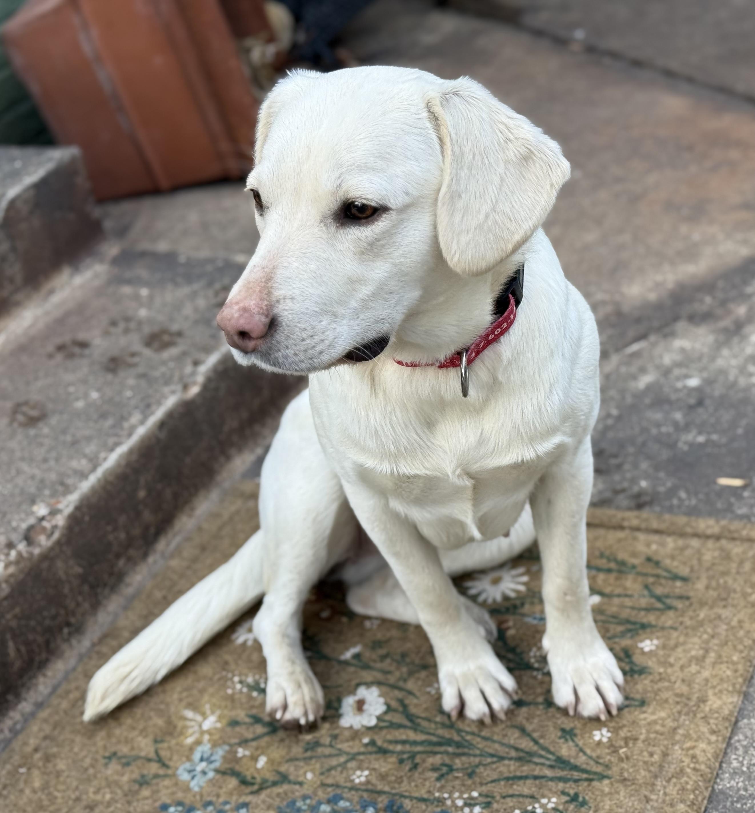 Enlarge Saltine, an adopted Labrador Retriever in Indianapolis, IN image 1/6